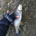 burnsville nc fishing guide