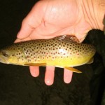 burnsville nc fishing guides