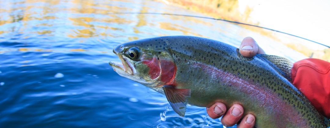 burnsville nc fly fishing guide