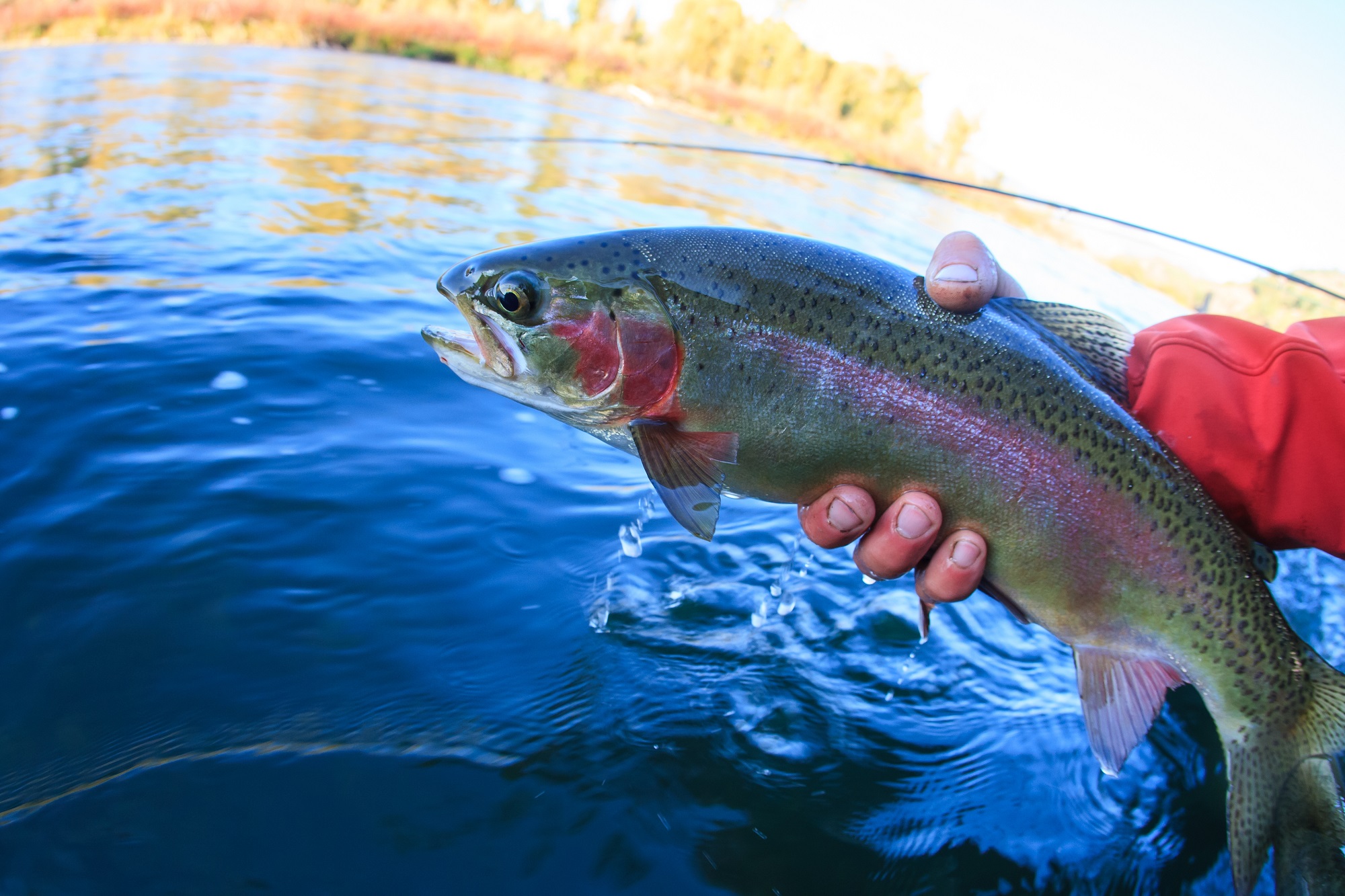 burnsville nc fly fishing guide Burnsville Anglers Fishing Guide Service